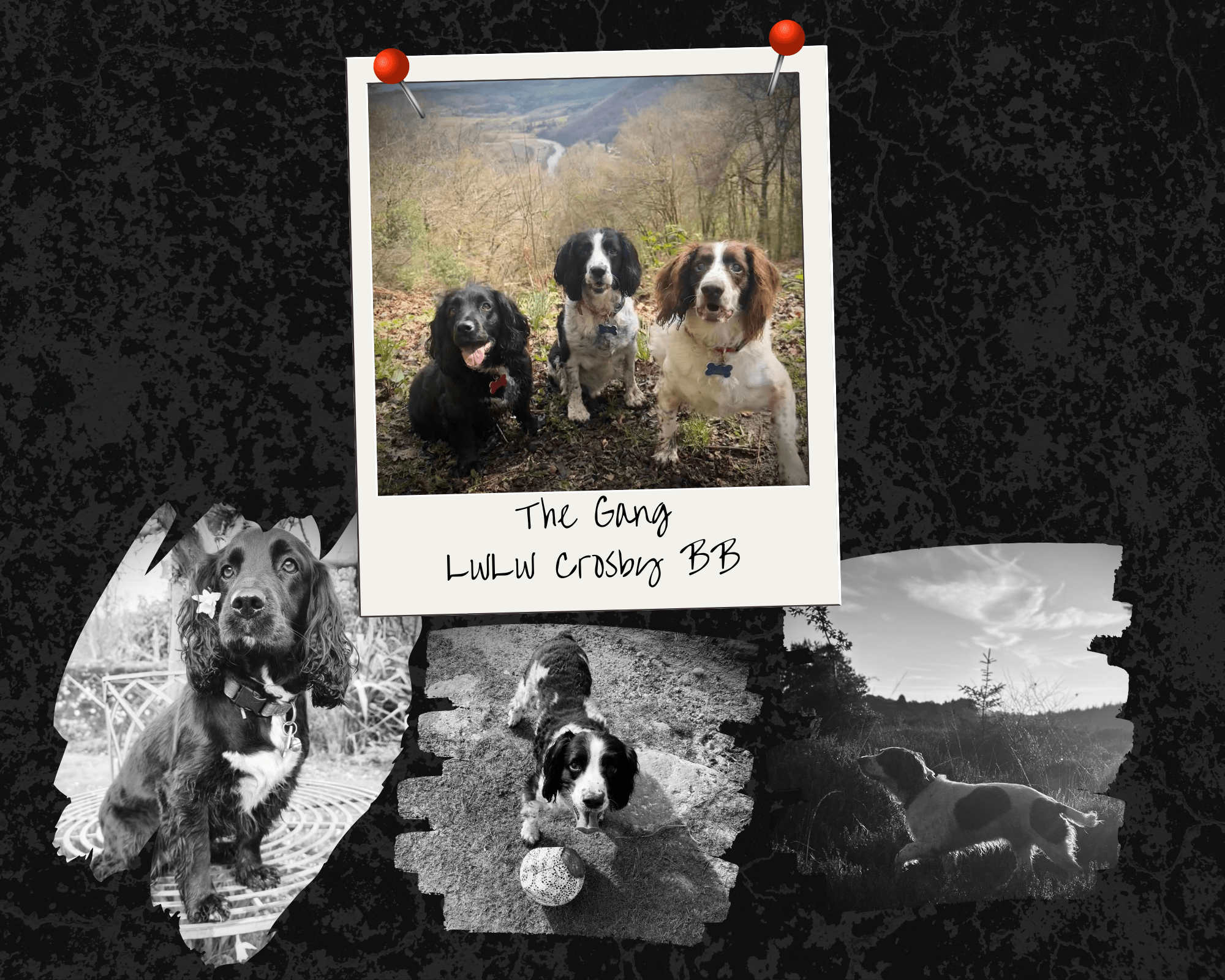 B.B. – Crosby – LwLw